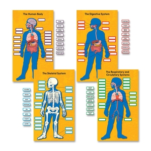 Carson-Dellosa Publishing Co., Inc 110178 Bulletin Board Set, Human Body, 13-3/4"x24", 84/PK, Multi by Carson-Dellosa