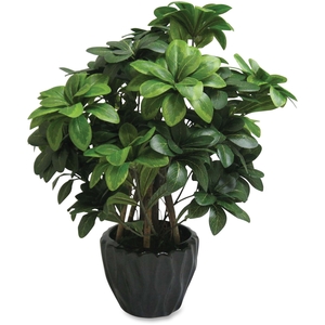 Pittosporum Tobira Plant, Silk Leaves, 5" Pot, Green by First Base