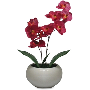 Franklin Covey 27222 Moth Orchid Fuchsia Plant, Silk Leaves, 5" Pot, Purple by First Base