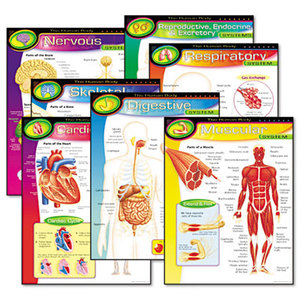 Learning Chart Combo Pack, The Human Body, 17w x 22h, 7/Pack by TREND ENTERPRISES, INC.