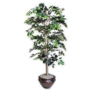 Nu-Dell Manufacturing Company, Inc T7781 Artificial Ficus Tree, 6-ft. Overall Height by NU-DELL MANUFACTURING